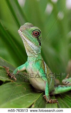 Chinese Water Dragon View Large Photo Image Stock Image - Chinese Water Dragon. Fotosearch