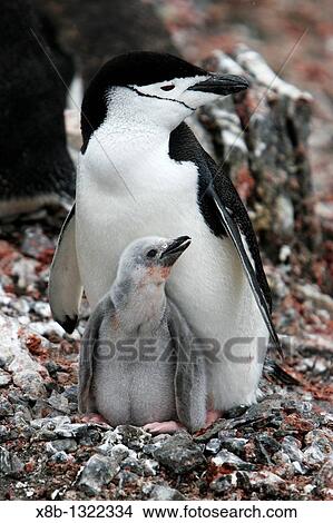 Chinstrap penguin Pygoscelis antarctica parent with downy chick on Deception Island, Antarctic Peninsula View Large Photo Image Picture - Chinstrap penguin Pygoscelis antarctica parent with downy chick on Deception Island, Antarctic Peninsula. Fotosearch