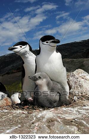 Chinstrap penguin Pygoscelis antarctica parents with chick high on the caldera rim on Deception Island, Antarctica View Large Photo Image Stock Image - Chinstrap penguin Pygoscelis antarctica parents with chick high on the caldera rim on Deception Island, Antarctica. Fotosearch
