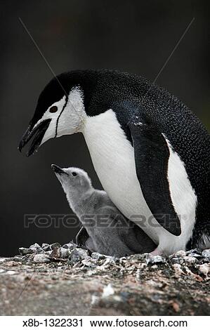 Chinstrap penguin Pygoscelis antarctica parent with downy chick on Deception Island, Antarctic Peninsula View Large Photo Image Stock Image - Chinstrap penguin Pygoscelis antarctica parent with downy chick on Deception Island, Antarctic Peninsula. Fotosearch