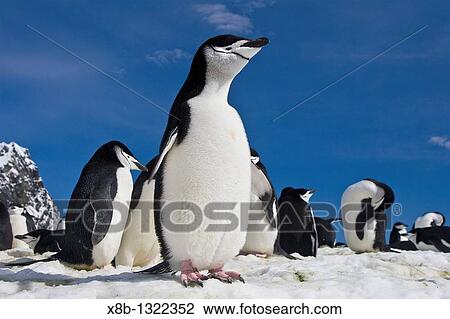 Chinstrap penguin Pygoscelis antarctica colony near Point Wild on Elephant Island in the South Shetland Islands View Large Photo Image Stock Image - Chinstrap penguin Pygoscelis antarctica colony near Point Wild on Elephant Island in the South Shetland Islands. Fotosearch
