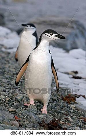 Chinstrap Penguin (Pygoscelis antarcticus). Ronge Island, Antarctica View Large Photo Image Picture - Chinstrap Penguin (Pygoscelis antarcticus). Ronge Island, Antarctica. Fotosearch