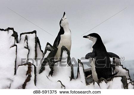 Chinstrap penguin (Pygoscelis antarctica). Half Moon Island, Antartic Peninsula View Large Photo Image Stock Photography - Chinstrap penguin (Pygoscelis antarctica). Half Moon Island, Antartic Peninsula. Fotosearch