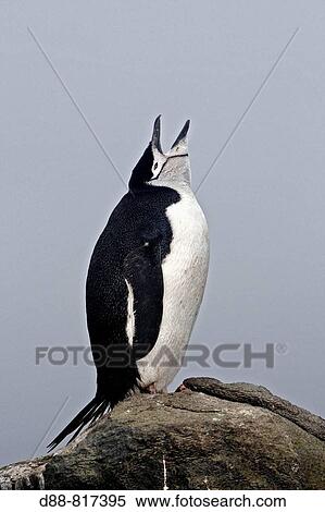 Stock Photography - Chinstrap Penguin (Pygoscelis antarcticus). Barrientos Island, South Shetland Islands, Antarctica. Fotosearch
