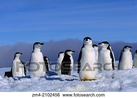 Chinstrap penguins (Pygoscelis antarcticus) at their nest sites which are still covered with snow in early spring on Zavodovski Island in the South Sandwich Islands, Antarctica. View Large Photo Image Stock Photograph - Chinstrap penguins (Pygoscelis antarcticus) at their nest sites which are still covered with snow in early spring on Zavodovski Island in the South Sandwich Islands, Antarctica.. Fotosearch