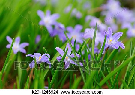 Chionodoxa forbesii (formerly luciliae)? Glory of the Snow? View Large Photo Image Picture - Chionodoxa forbesii (formerly luciliae)? Glory of the Snow?. Fotosearch