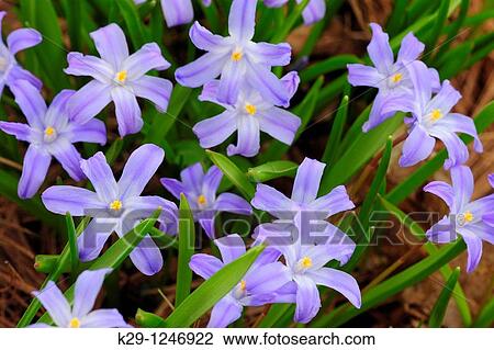 Chionodoxa forbesii (formerly luciliae)? Glory of the Snow? View Large Photo Image Stock Image - Chionodoxa forbesii (formerly luciliae)? Glory of the Snow?. Fotosearch