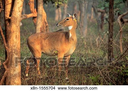 Chital, cheetal Axis axis, Ranthambore National Park, Rajasthan, India View Large Photo Image Picture - Chital, cheetal Axis axis, Ranthambore National Park, Rajasthan, India. Fotosearch