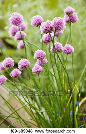 Stock Photo - Chives (Allium schoenoprasum). McClendon, Bellingham, Washington. USA.. Fotosearch