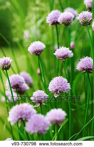 Chives in bloom View Large Photo Image Stock Photo - Chives in bloom. Fotosearch