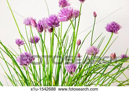 Chives in Flower View Large Photo Image Stock Photo - Chives in Flower. Fotosearch