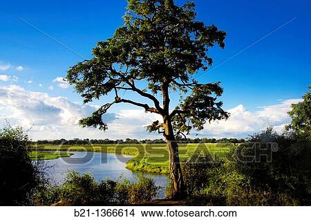 Picture - Chobe river between Namibia and Botswana, Chobe National Park. Fotosearch