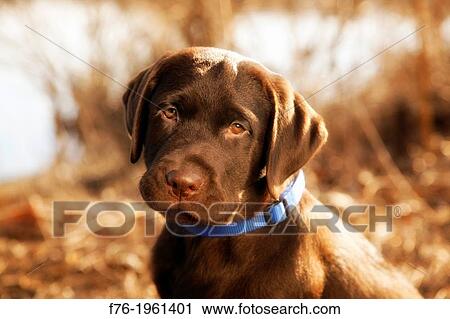 Stock Image - Chocolat Labrador Retriever puppy. Fotosearch