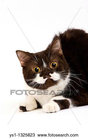 CHOCOLATE AND WHITE BRITISH SHORTHAIR CAT, FEMALE AGAINST WHITE BACKGROUND View Large Photo Image Stock Image - CHOCOLATE AND WHITE BRITISH SHORTHAIR CAT, FEMALE AGAINST WHITE BACKGROUND. Fotosearch