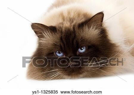 CHOCOLATE BIRMANESE CAT AGAINST WHITE BACKGROUND View Large Photo Image Stock Photography - CHOCOLATE BIRMANESE CAT AGAINST WHITE BACKGROUND. Fotosearch