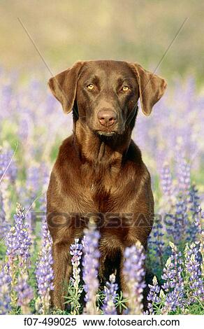 Chocolate Labrador Retriever in lupines. Arizona, USA View Large Photo Image Stock Photography - Chocolate Labrador Retriever in lupines. Arizona, USA. Fotosearch
