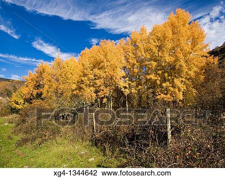 Chopera en otoo en el Parque natural de la Sierra Cebollera - Villoslada de Cameros - La Rioja - Espaa View Large Photo Image Stock Image - Chopera en otoo en el Parque natural de la Sierra Cebollera - Villoslada de Cameros - La Rioja - Espaa. Fotosearch