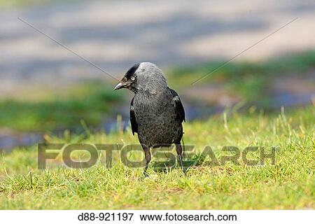 choucas des tours Jackdaw Corvus monedula Ordre: PassEriformes, Famille: CorvidEs View Large Photo Image Stock Photo - choucas des tours Jackdaw Corvus monedula Ordre: PassEriformes, Famille: CorvidEs. Fotosearch