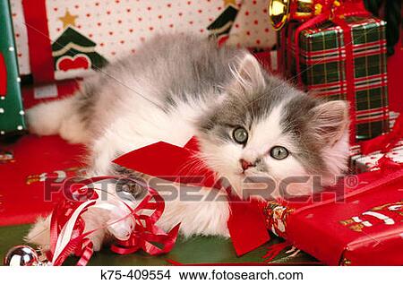 Christmas cat View Large Photo Image Picture - Christmas cat. Fotosearch