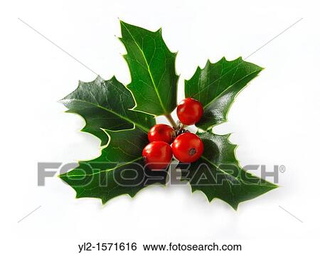 Christmas Holly leaves & berries View Large Photo Image Stock Photograph - Christmas Holly leaves & berries. Fotosearch