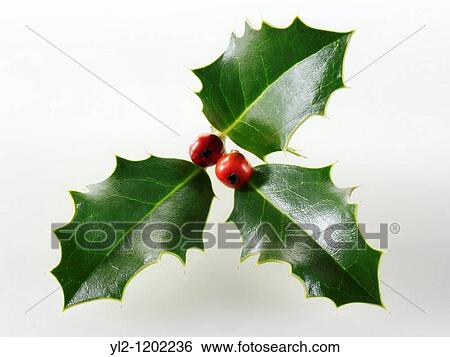 Christmas holly with red berries View Large Photo Image Stock Photograph - Christmas holly with red berries. Fotosearch