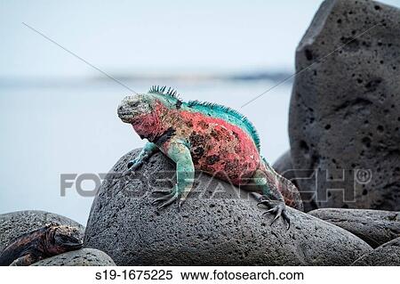 Christmas Iguana, Galapagos Islands. View Large Photo Image Stock Photography - Christmas Iguana, Galapagos Islands.. Fotosearch