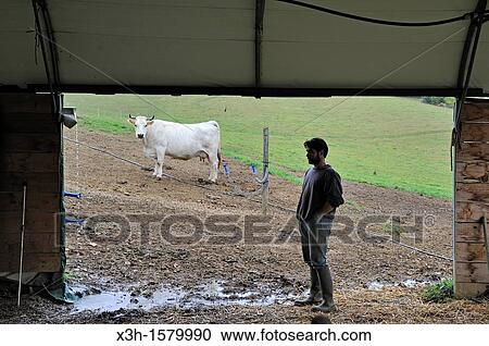 Christophe Masson, breeder of? Nacre de Gascogne? calf, Mirande breed cattle, Quatre Graces farm, Beaumarches, Gers department, Midi-Pyrenees, southwest of France, Europe View Large Photo Image Stock Image - Christophe Masson, breeder of? Nacre de Gascogne? calf, Mirande breed cattle, Quatre Graces farm, Beaumarches, Gers department, Midi-Pyrenees, southwest of France, Europe. Fotosearch