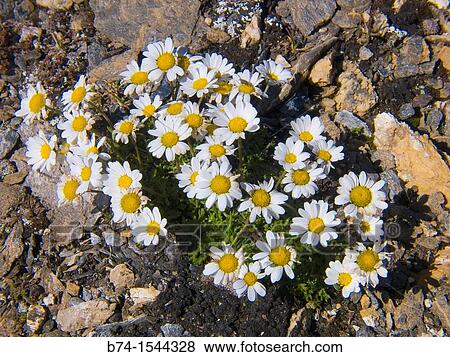 chrysanthemum alpinum View Large Photo Image Stock Photo - chrysanthemum alpinum. Fotosearch