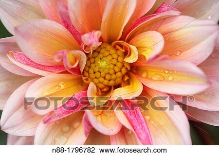 Stock Image - Chrysanthemum close up. Fotosearch