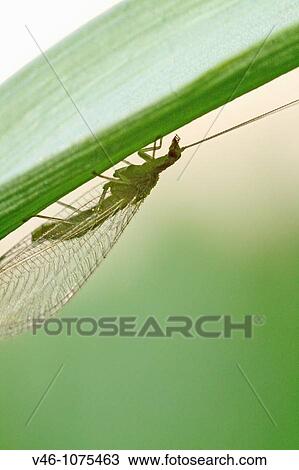 Stock Image - Chrysopa sp, Lacewing on tulip leaf Silhouette Hiding on the underside of a tulip blade Newly emerged and still relatively colorless Red eyes. Fotosearch