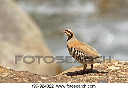 Chukar in Ladakh View Large Photo Image Stock Image - Chukar in Ladakh. Fotosearch