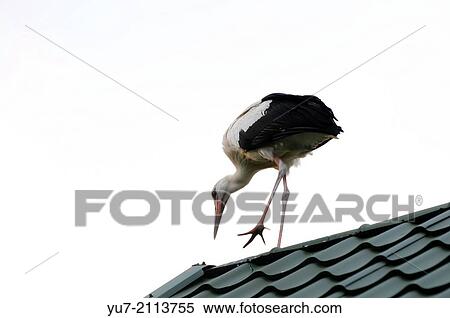 Ciconia ciconia stork commonly known as White Stork stands on a house roof, Mazovia region in Poland. View Large Photo Image Stock Photography - Ciconia ciconia stork commonly known as White Stork stands on a house roof, Mazovia region in Poland.. Fotosearch