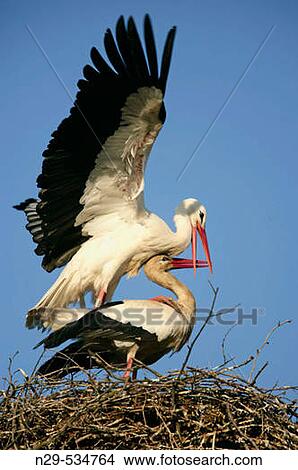 Ciconia ciconia, White Stork, Germany, mating View Large Photo Image Picture - Ciconia ciconia, White Stork, Germany, mating. Fotosearch