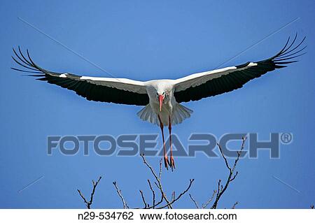 Stock Image - Ciconia ciconia, White Stork, Germany. Fotosearch