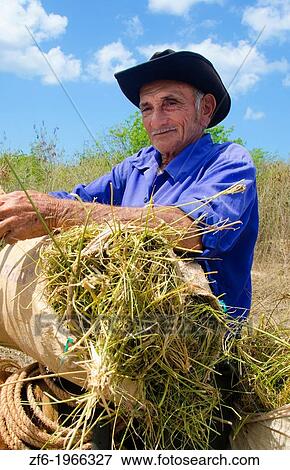 Cienfuegos Cuba old cowboy with hay on horse portrait with hat on ranch. View Large Photo Image Stock Photo - Cienfuegos Cuba old cowboy with hay on horse portrait with hat on ranch.. Fotosearch