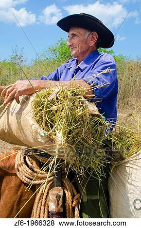 Cienfuegos Cuba old cowboy with hay on horse portrait with hat on ranch. View Large Photo Image Stock Photo - Cienfuegos Cuba old cowboy with hay on horse portrait with hat on ranch.. Fotosearch