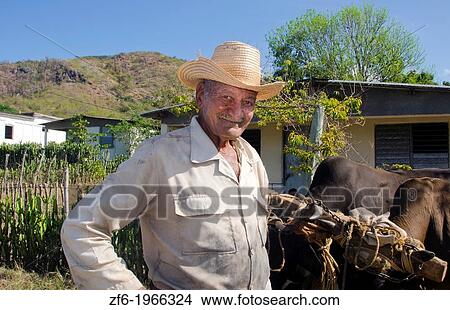 Cienfuegos Cuba old cowboy with oxen portrait with hat on ranch. View Large Photo Image Picture - Cienfuegos Cuba old cowboy with oxen portrait with hat on ranch.. Fotosearch