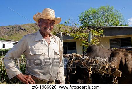 Cienfuegos Cuba old cowboy with oxen portrait with hat on ranch. View Large Photo Image Stock Photograph - Cienfuegos Cuba old cowboy with oxen portrait with hat on ranch.. Fotosearch