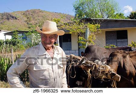 Cienfuegos Cuba old cowboy with oxen portrait with hat on ranch. View Large Photo Image Stock Photography - Cienfuegos Cuba old cowboy with oxen portrait with hat on ranch.. Fotosearch