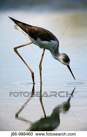 Stock Image - Cig? euela Himantopus himantopus Marjal del Moro. Fotosearch