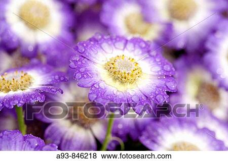 Cineraria View Large Photo Image Stock Photo - Cineraria. Fotosearch