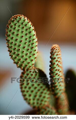 Cinnamon Cactus Opuntia microdasys vari. rufida. View Large Photo Image Stock Photo - Cinnamon Cactus Opuntia microdasys vari. rufida.. Fotosearch