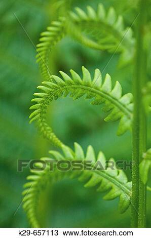 Cinnamon fern (Osmunda cinnamomea), detail of emerging fronds View Large Photo Image Stock Image - Cinnamon fern (Osmunda cinnamomea), detail of emerging fronds. Fotosearch