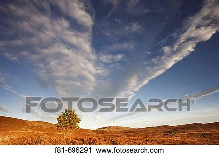 Cirrus cloud formation above moorland Scotland December View Large Photo Image Stock Image - Cirrus cloud formation above moorland Scotland December. Fotosearch