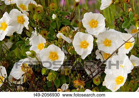 Cistus laurifolius flowers in La Rioja Spain View Large Photo Image Stock Image - Cistus laurifolius flowers in La Rioja Spain. Fotosearch