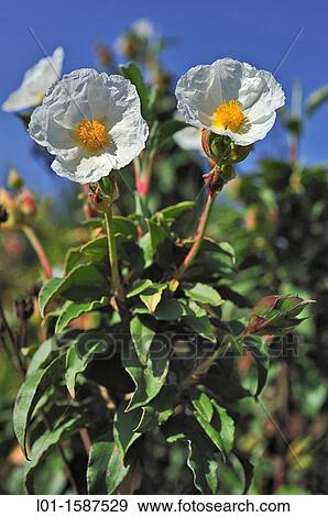 Stock Photo - Cistus laurifolius.. Fotosearch