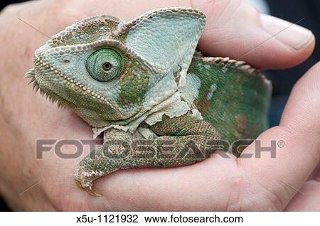 CITES team officer Tim Luffman with confiscated illegal pet trade or Wild caught endangered species Chameleo calaptratus, the Veiled or Yemen chameleon View Large Photo Image Stock Image - CITES team officer Tim Luffman with confiscated illegal pet trade or Wild caught endangered species Chameleo calaptratus, the Veiled or Yemen chameleon. Fotosearch