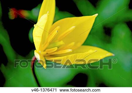 Citron Zephyrlily, Zephyranthes citrina Covered with raindrops Yellow Six petaled flower that resembles a yellow crocus, but the stamen are very long and similar to lily View Large Photo Image Stock Image - Citron Zephyrlily, Zephyranthes citrina Covered with raindrops Yellow Six petaled flower that resembles a yellow crocus, but the stamen are very long and similar to lily. Fotosearch