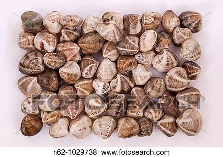 Clam Crustacean - Venerupis Decussata View Large Photo Image Stock Photo - Clam Crustacean - Venerupis Decussata. Fotosearch