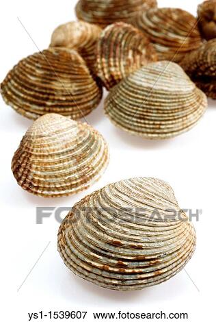 Stock Photo - Clam, venus verrucosa, Shells against White Background. Fotosearch